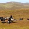 Black grouse Tetrao tetrix, male lekking on moorland, Scotland, May